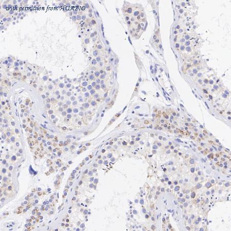 HUABIO HA721016 image 3