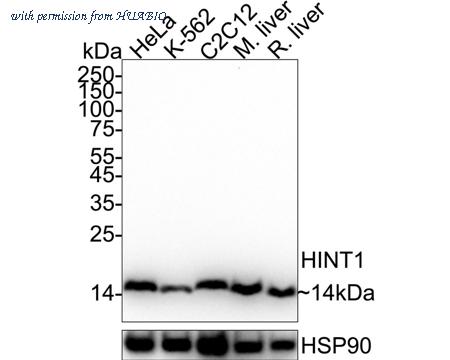 HUABIO HA721017 image 1