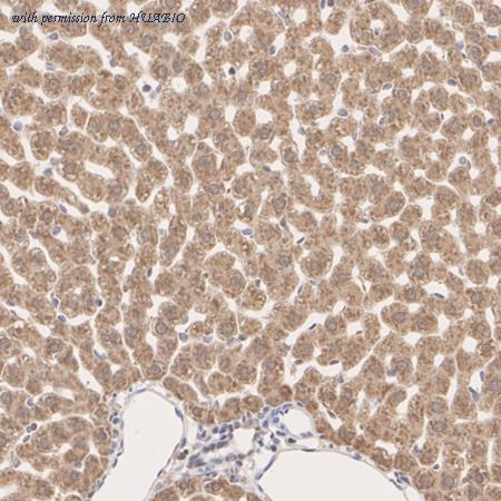 HUABIO HA721017 image 3