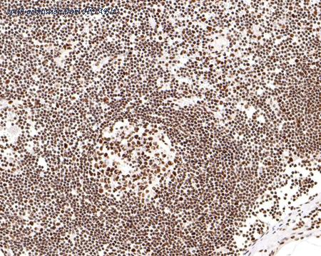 HUABIO HA721019 image 3