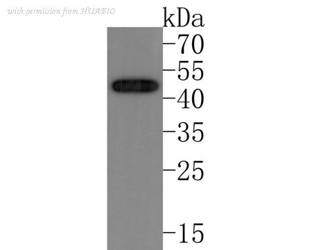 HUABIO HA721024 image 1