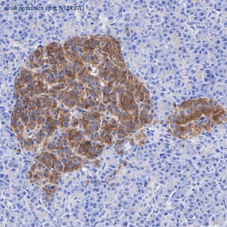 HUABIO HA721024 image 2