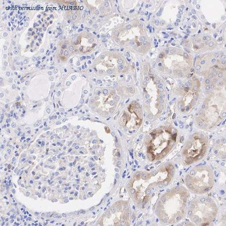 HUABIO HA721024 image 3