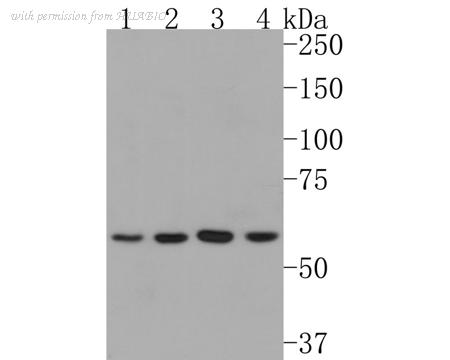 HUABIO HA721026 image 1