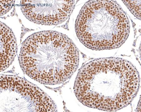 HUABIO HA721026 image 2