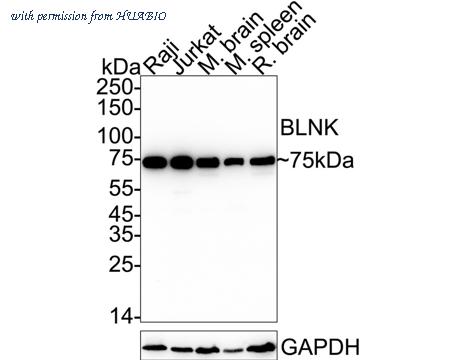 HUABIO HA721028 image 1