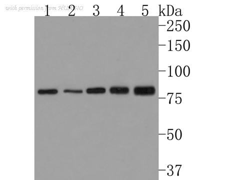 HUABIO HA721029 image 1