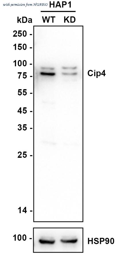 HUABIO HA721029 image 2