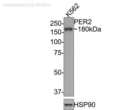 HUABIO HA721036 image 1