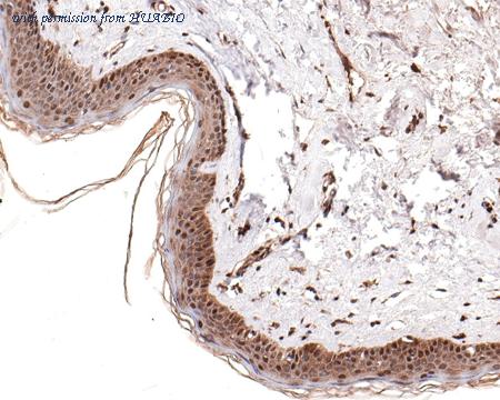 HUABIO HA721036 image 3