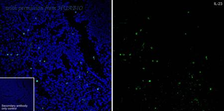 HUABIO HA721037 image 3