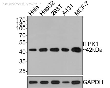 HUABIO HA721039 image 1