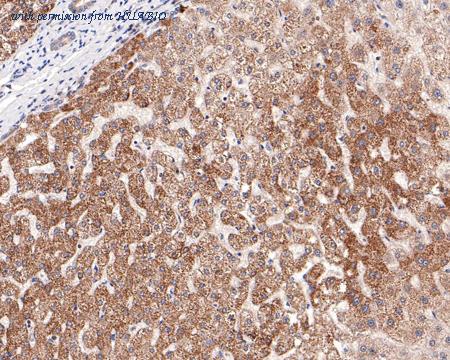 HUABIO HA721039 image 2