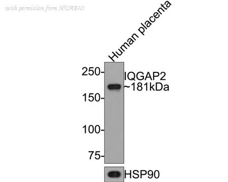 HUABIO HA721041 image 1