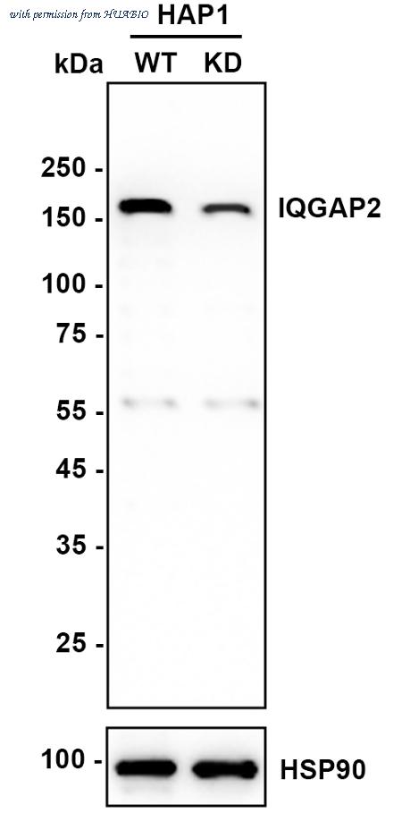HUABIO HA721041 image 2