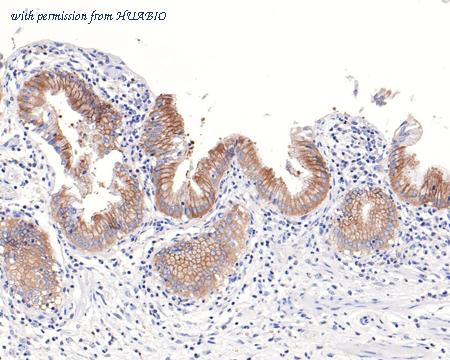 HUABIO HA721041 image 3