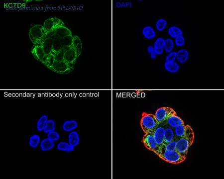 HUABIO HA721042 image 2