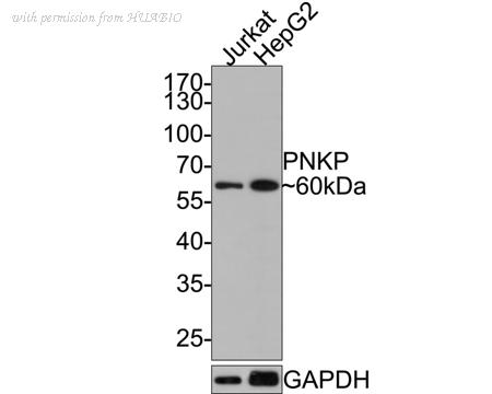 HUABIO HA721044 image 1