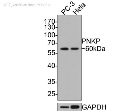 HUABIO HA721044 image 2