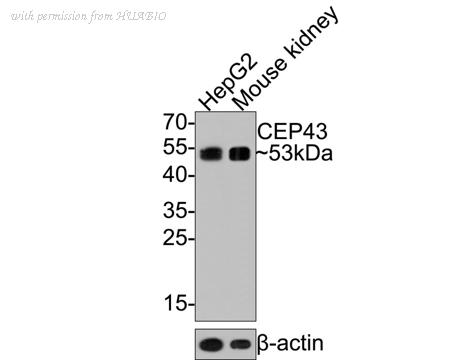 HUABIO HA721047 image 1