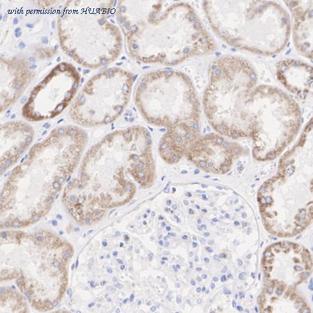 HUABIO HA721048 image 3