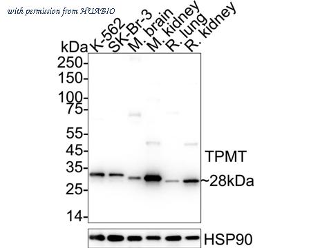 HUABIO HA721049 image 1