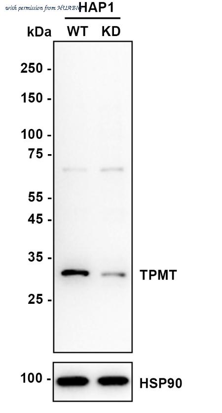 HUABIO HA721049 image 2
