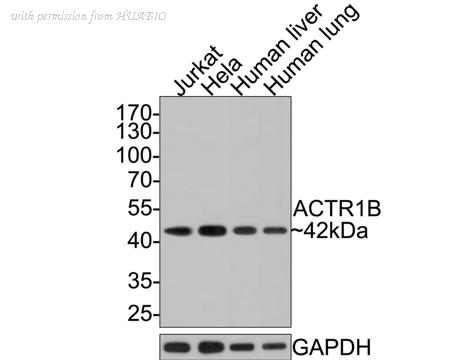 HUABIO HA721050 image 2