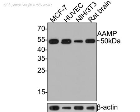 HUABIO HA721054 image 2