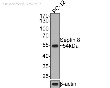 HUABIO HA721055 image 2