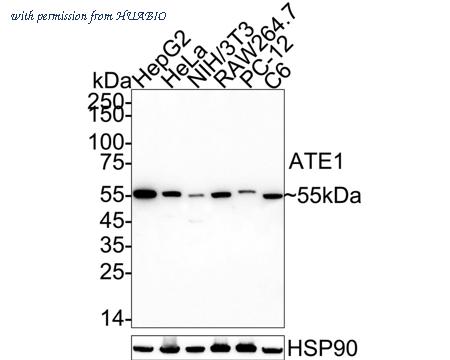 HUABIO HA721061 image 1