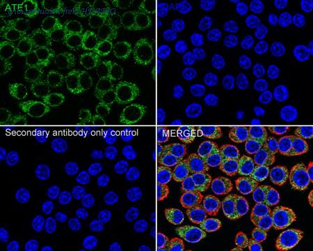 HUABIO HA721061 image 3