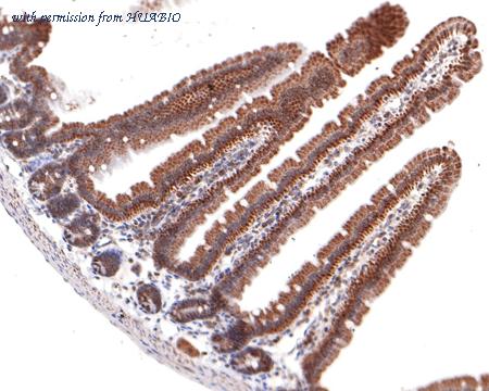 HUABIO HA721062 image 3