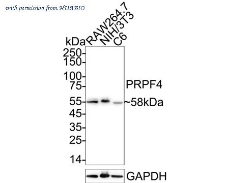 HUABIO HA721063 image 1