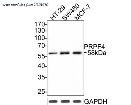 HUABIO HA721063 image 2