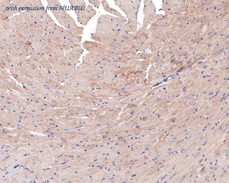 HUABIO HA721066 image 2