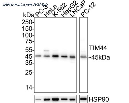 HUABIO HA721067 image 1