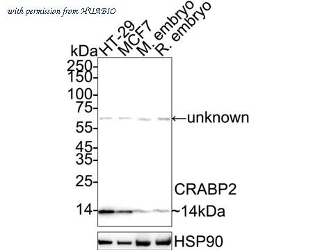 HUABIO HA721070 image 1