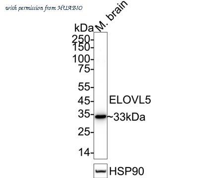 HUABIO HA721072 image 1