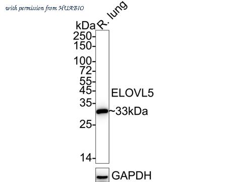 HUABIO HA721072 image 2