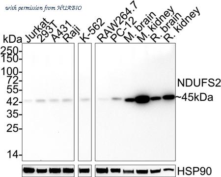 HUABIO HA721079 image 1