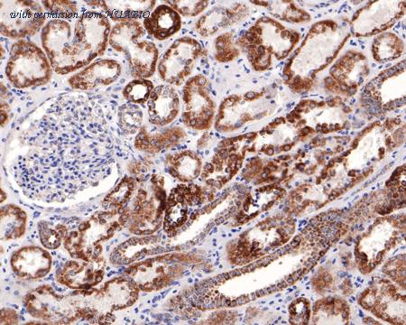 HUABIO HA721079 image 2