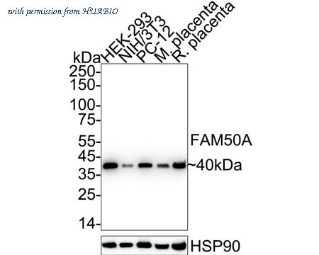 HUABIO HA721080 image 1