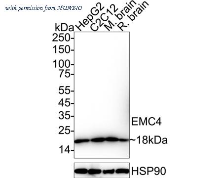 HUABIO HA721082 image 1