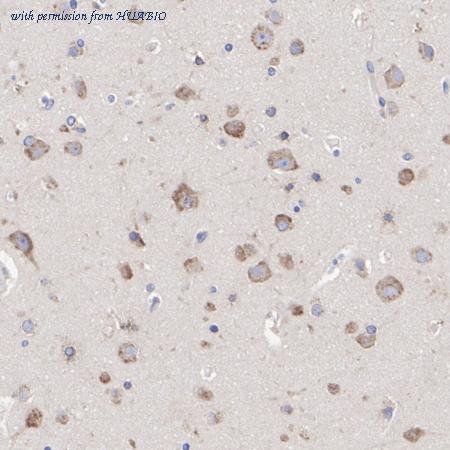 HUABIO HA721082 image 2