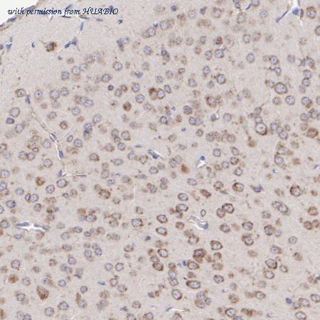 HUABIO HA721082 image 3