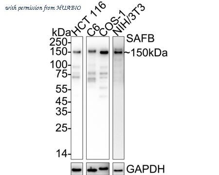 HUABIO HA721085 image 1