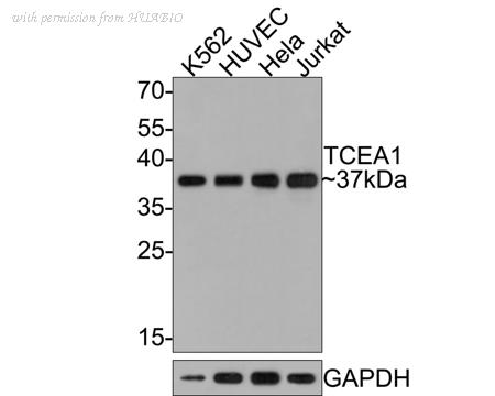 HUABIO HA721086 image 1