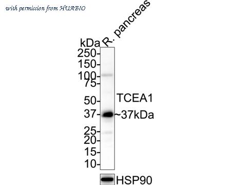 HUABIO HA721086 image 3