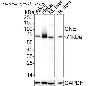 HUABIO HA721090 image 1